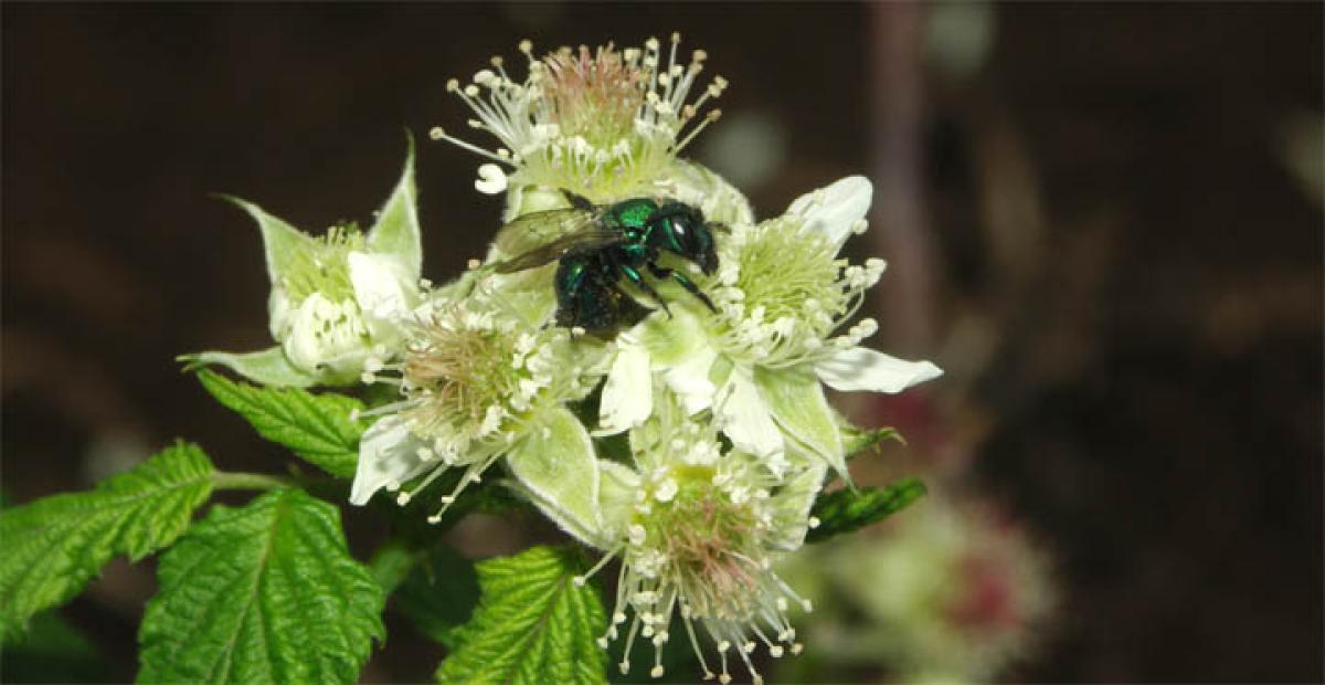 Crops such as Mangoes, coffee, kiwi depend on non bee pollinators